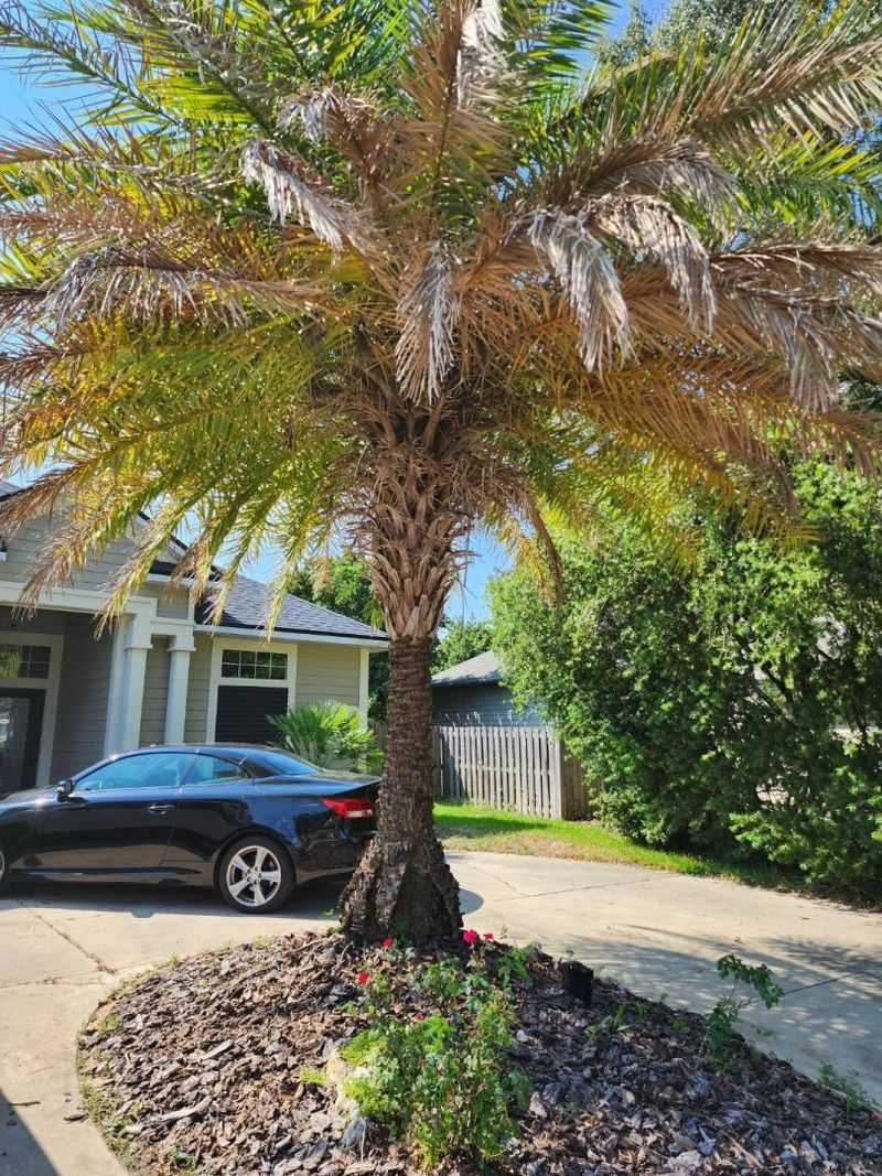 Other problems can discolor lower leaves