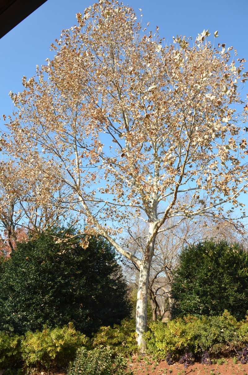 Other regional trees may fit different yards