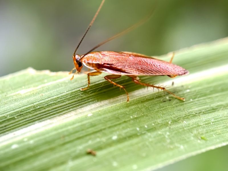 Outdoor cockroaches need their own response Outdoor cockroaches need their own response