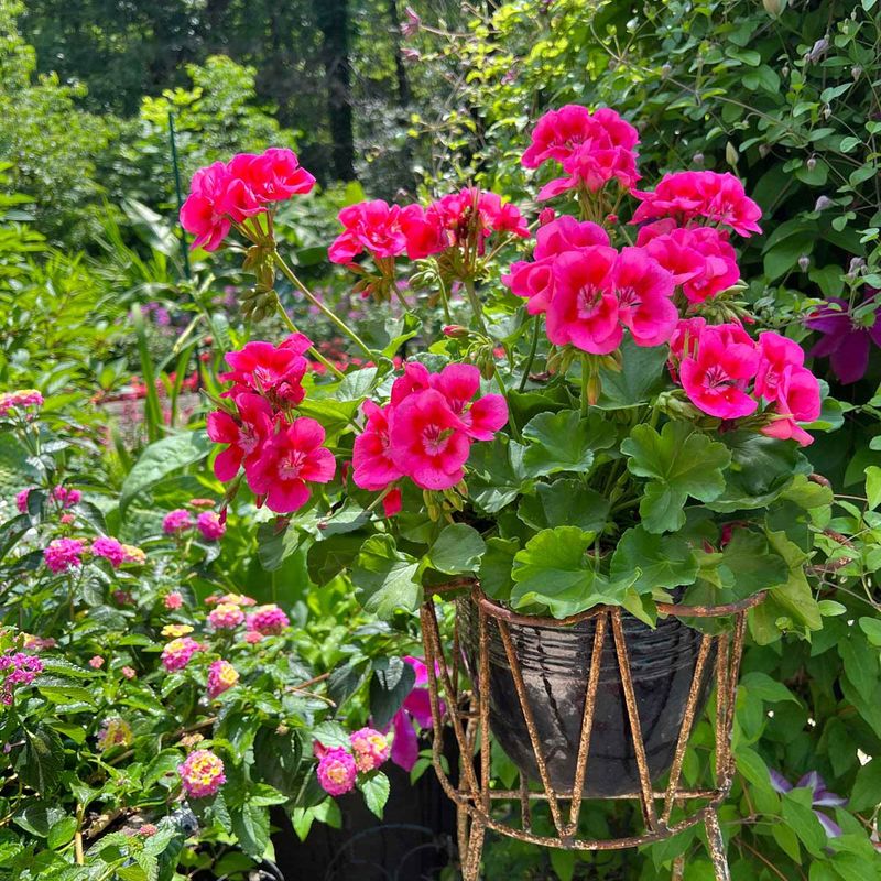 Overfertilizing can favor leaves over flowers