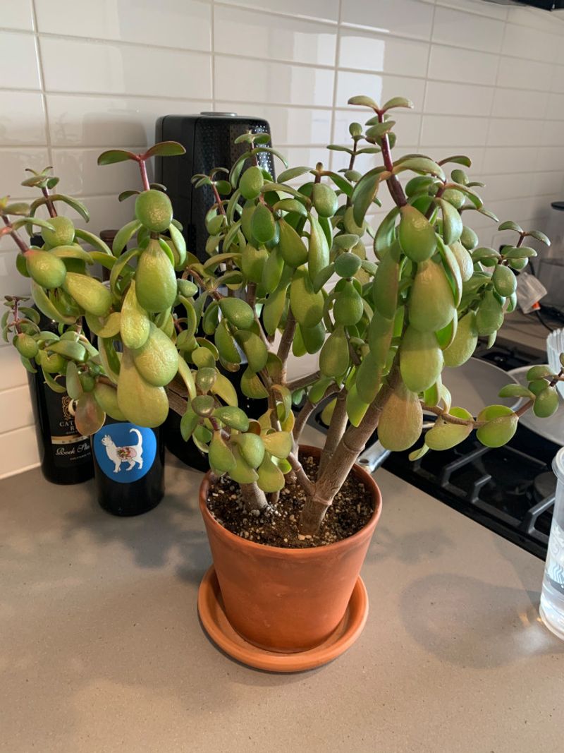 Overwatering as Growth Slows