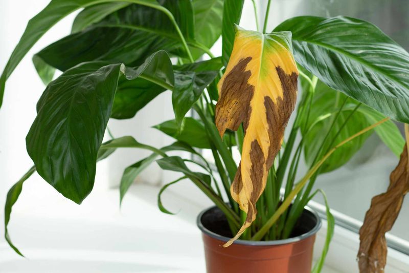 Overwatering means soil stays too wet Overwatering means soil stays too wet