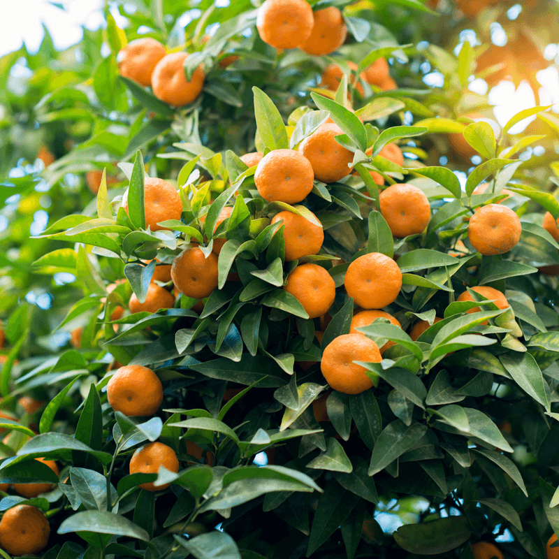 Owari Satsuma Mandarin