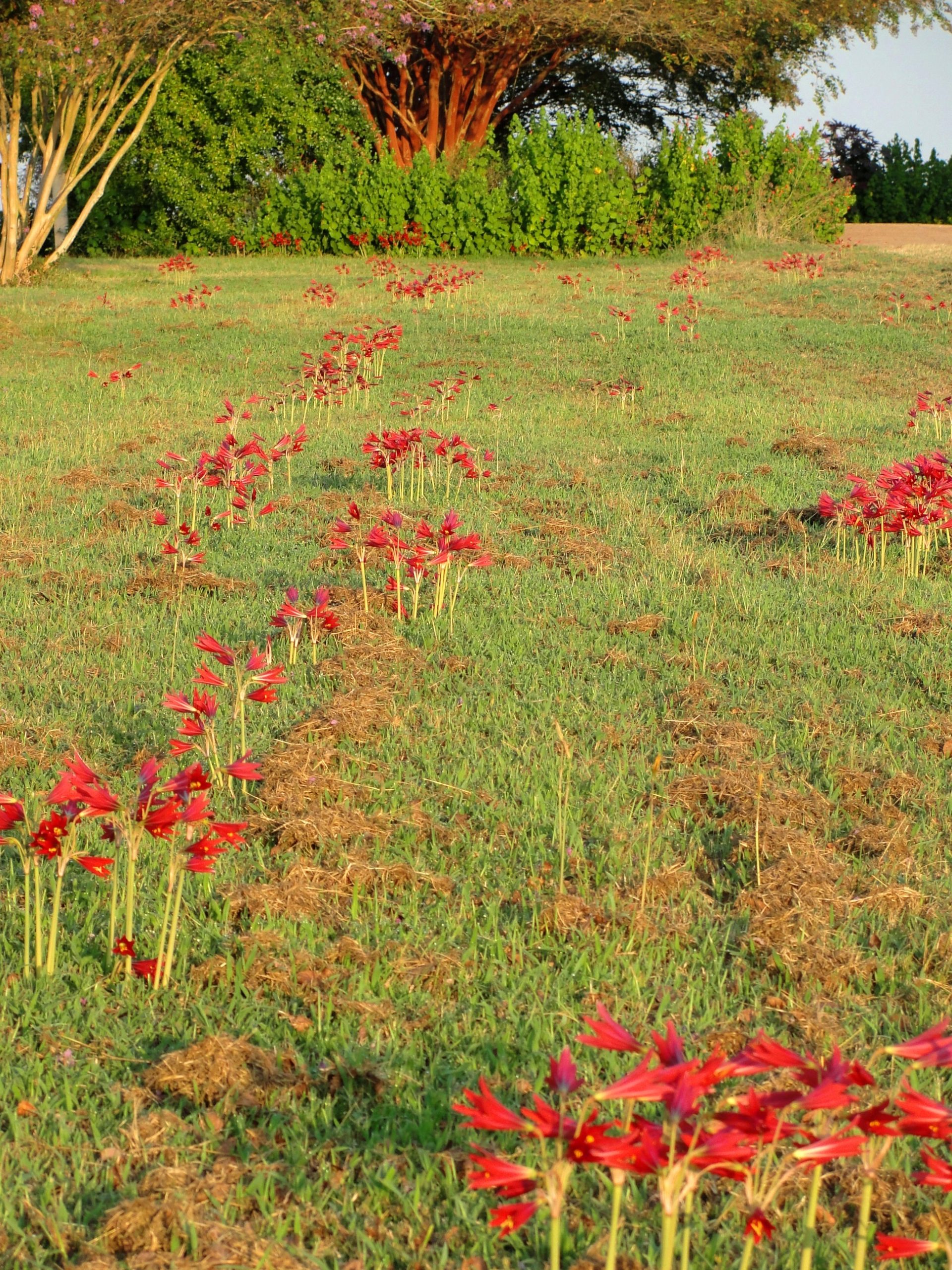 Oxblood Lily