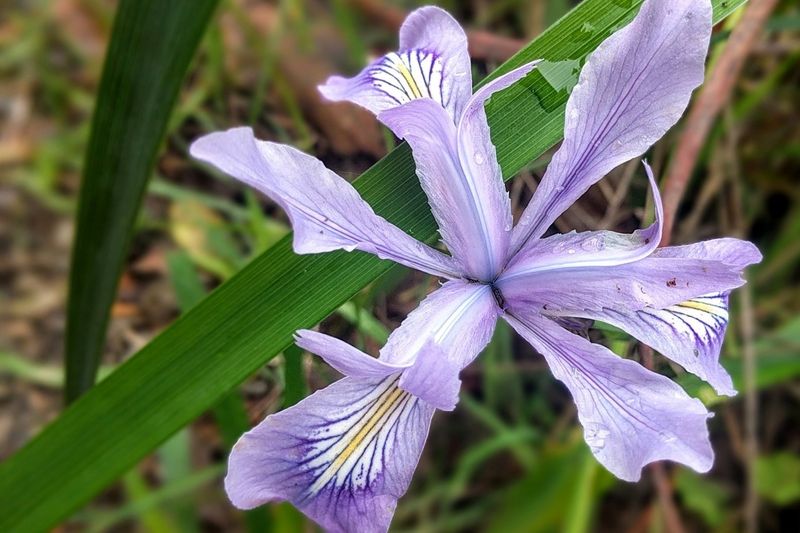Pacific Coast Iris (Iris douglasiana)
