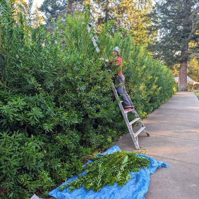 Pacific Wax Myrtle (Compact Forms)