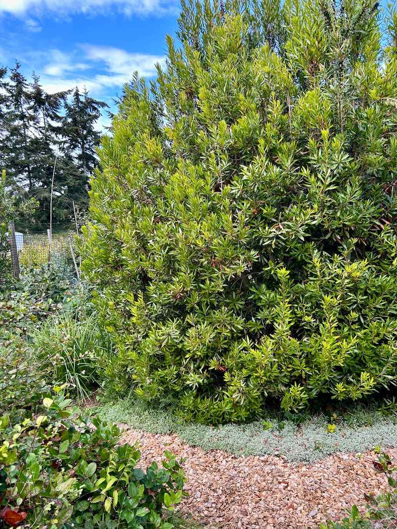 Pacific Wax Myrtle (Morella californica) Pacific Wax Myrtle (Morella californica)