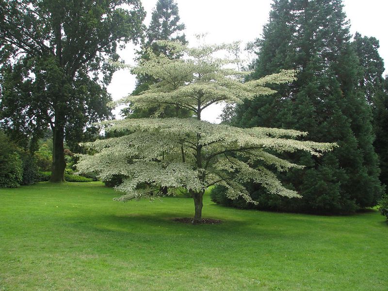 Pagoda Dogwood