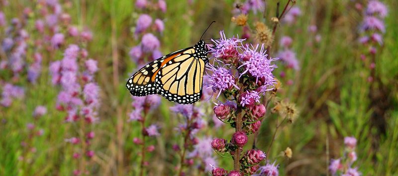 Pair Host Plants With Nectar Across the Season