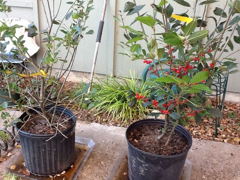Pair female plants with a compatible male pollinizer