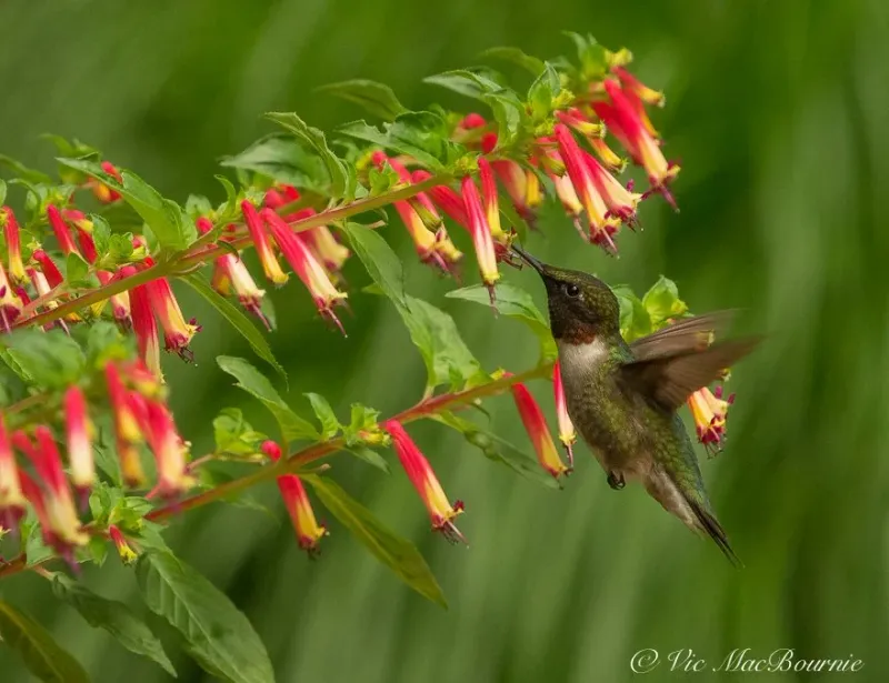 Pair flowers with shelter and other habitat