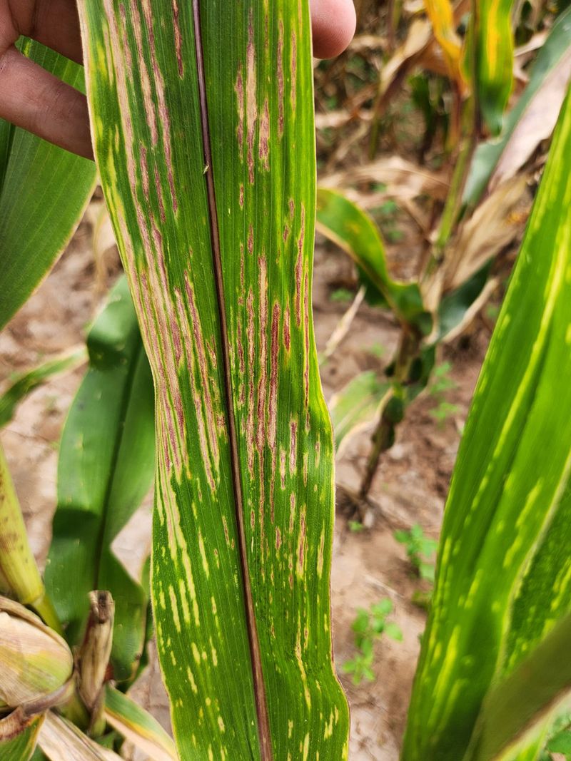 Pale spots can suggest feeding but cannot diagnose the cause