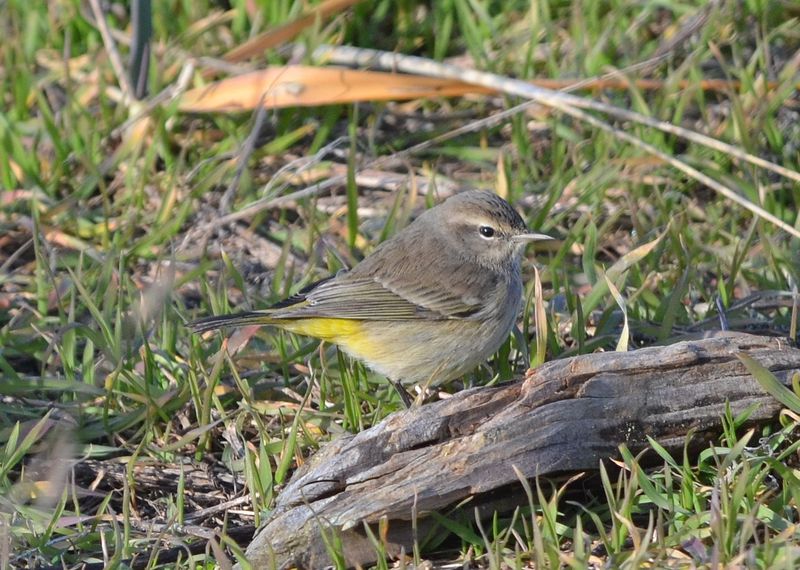 Palm Warbler