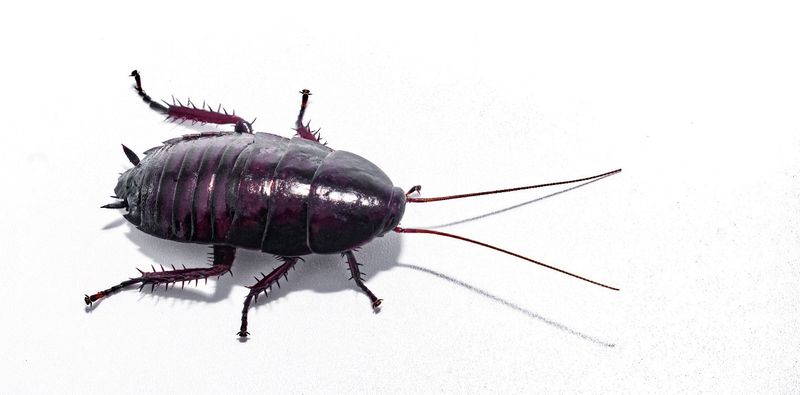 “Palmetto Bug” Can Mean Different Cockroaches