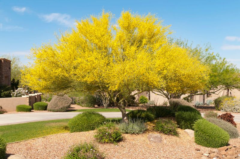 Palo Verde 'Desert Museum'
