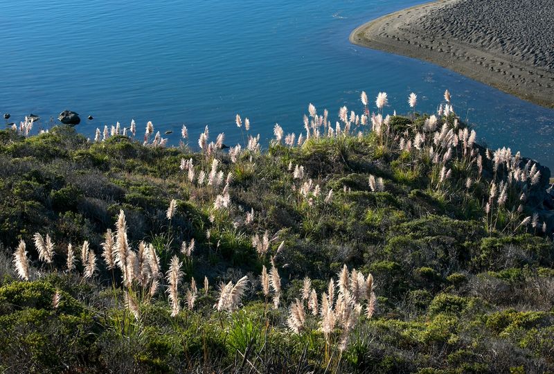 Pampas Grass