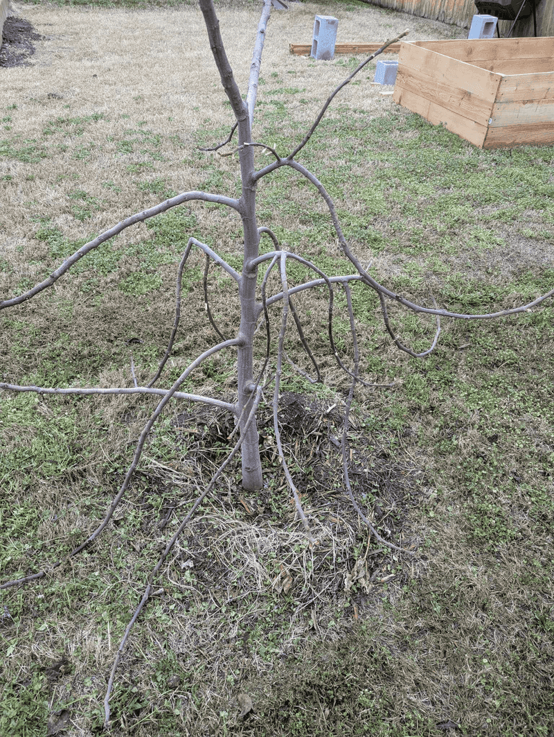 Panicking and Removing Freeze-Damaged Wood Too Soon Panicking and Removing Freeze-Damaged Wood Too Soon