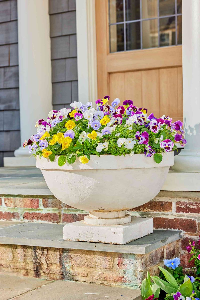 Pansies: Big Color With a Catch