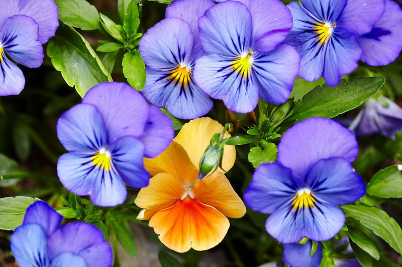 Pansies and Violas Pansies and Violas
