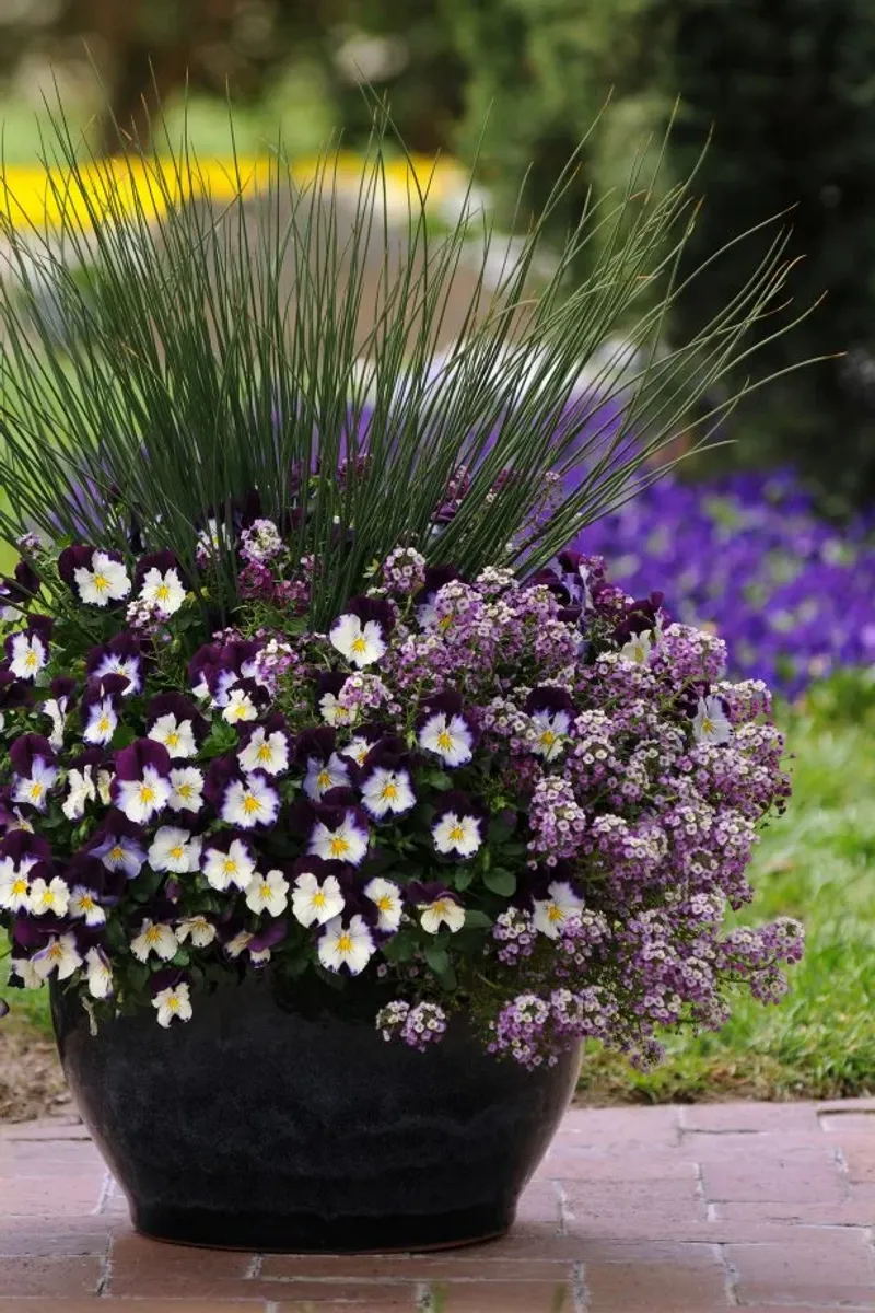 Pansies offer seasonal color in Texas containers