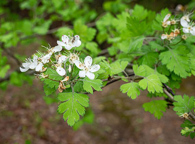 Parsley Hawthorn Is One Florida-Native Option Parsley Hawthorn Is One Florida-Native Option
