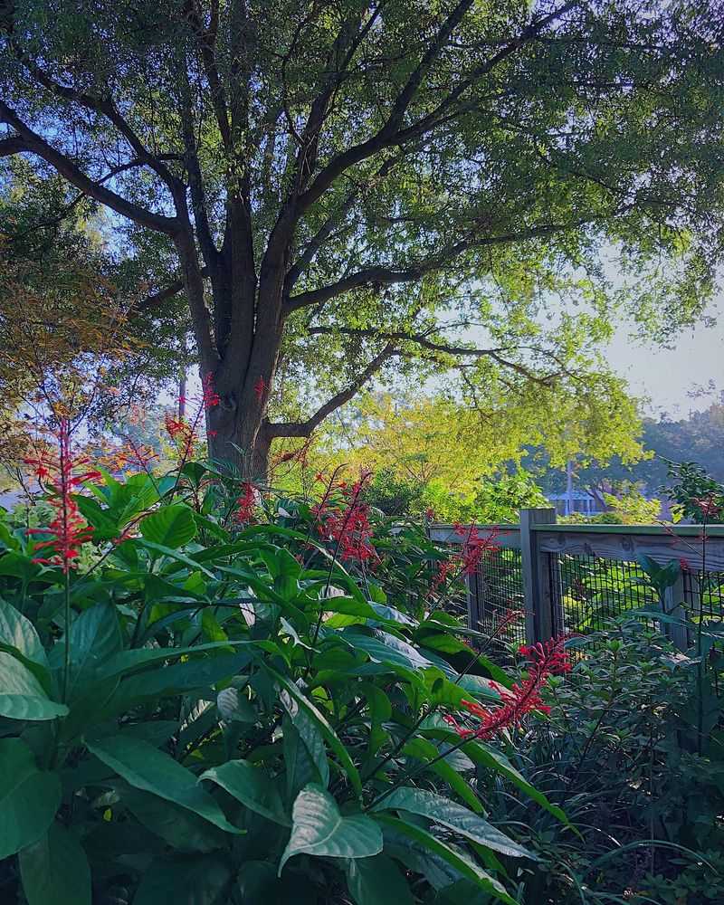 Part shade works, but deep shade can limit the flowers Part shade works, but deep shade can limit the flowers