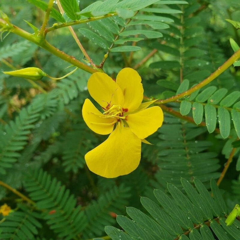 Partridge Pea Partridge Pea