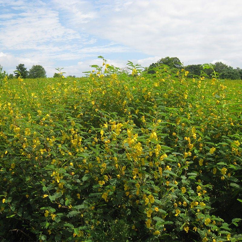 Partridge Pea (Chamaecrista fasciculata)