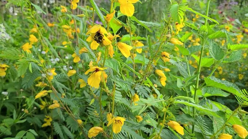 Partridge Pea