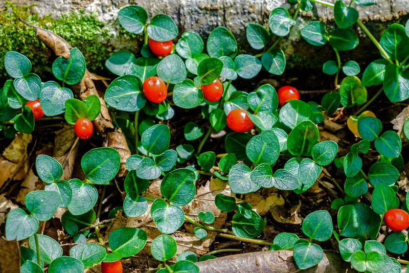 Partridgeberry