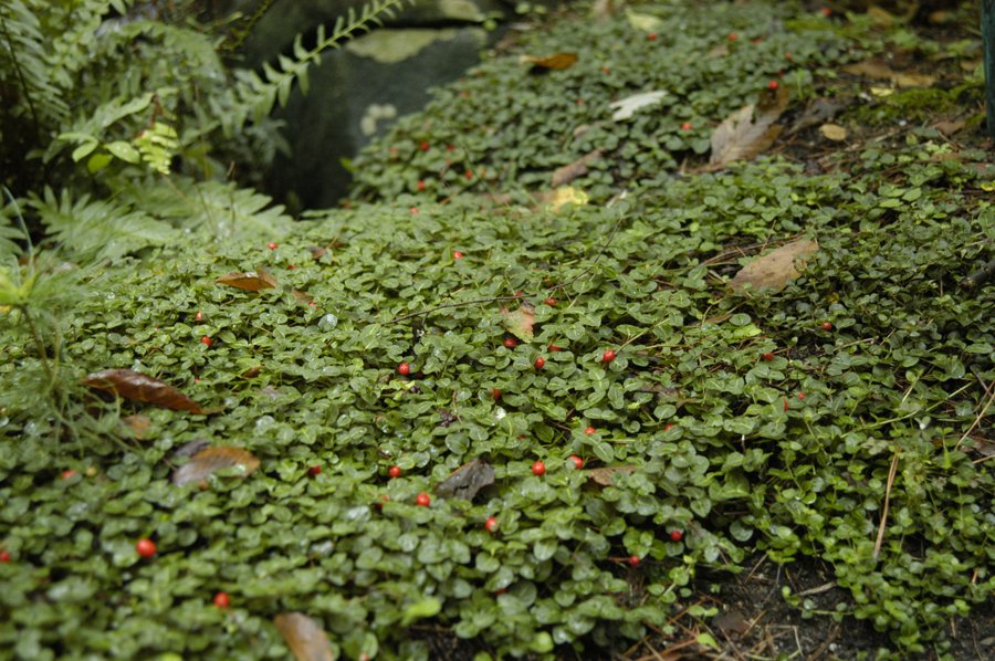 Partridgeberry