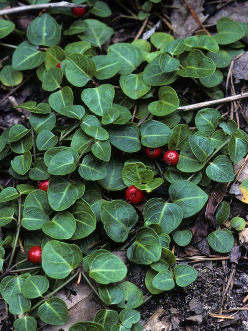 Partridgeberry