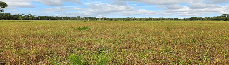 Pasture managers can scout and limit spread between fields