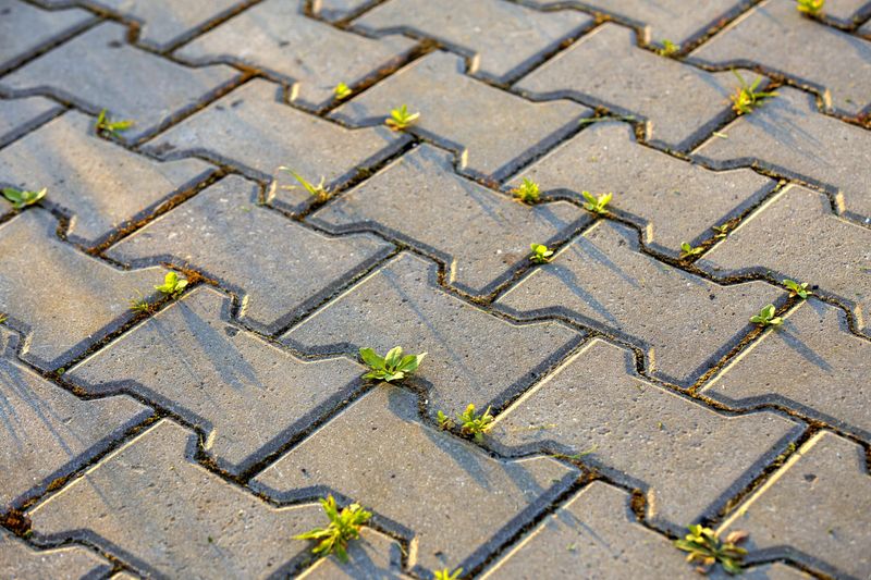 Paver joints can become footholds for weeds