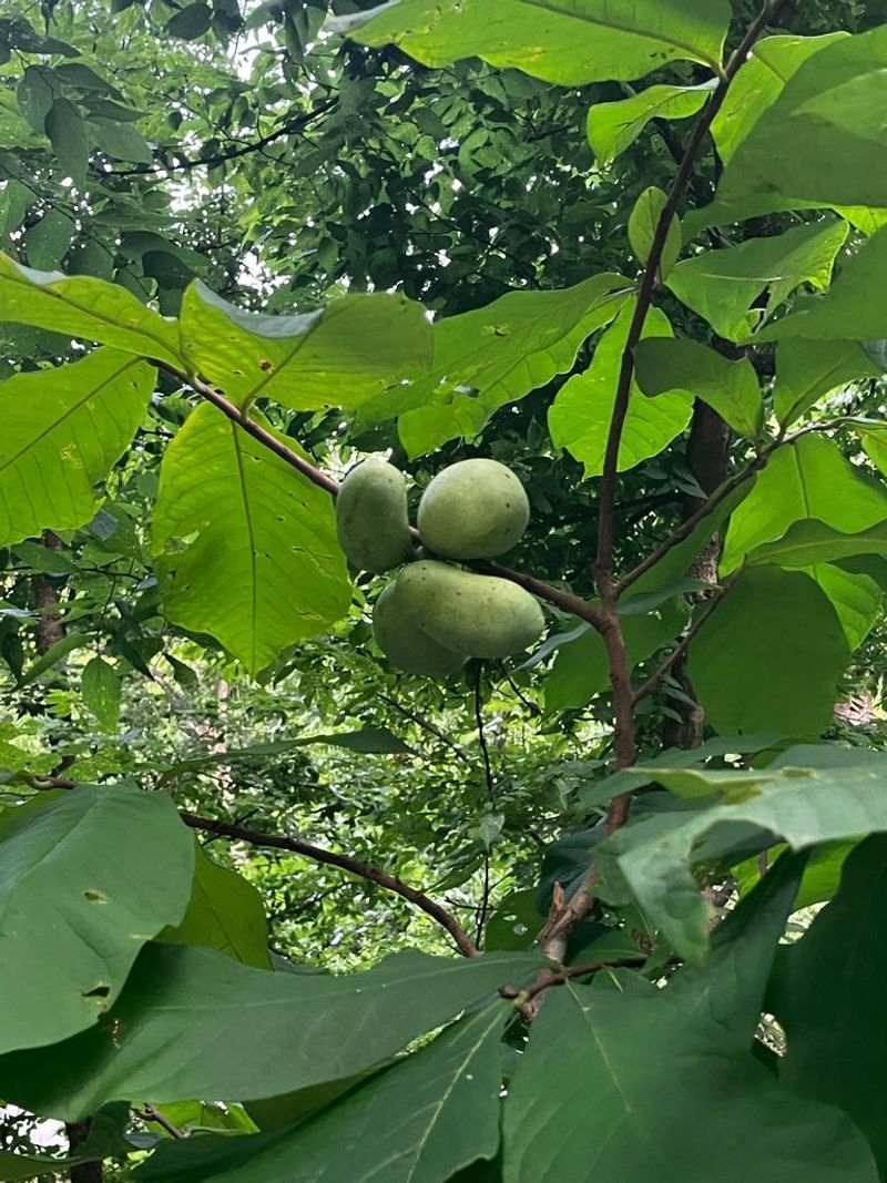 Pawpaw