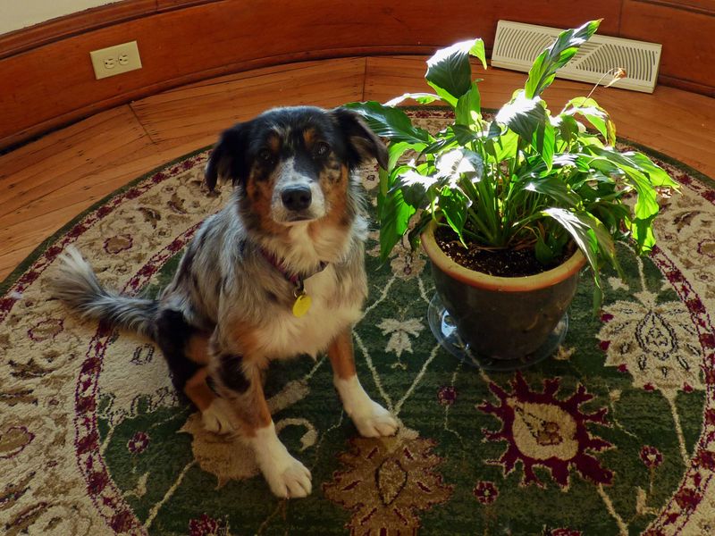 Peace Lily