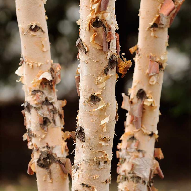 Peeling is normal for a correctly identified river birch