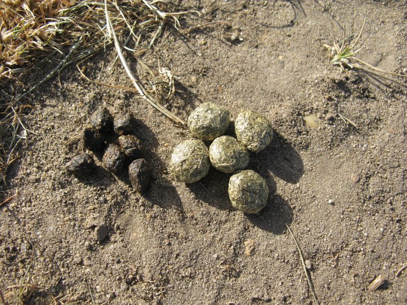 Pellets offer a clue, not a species test