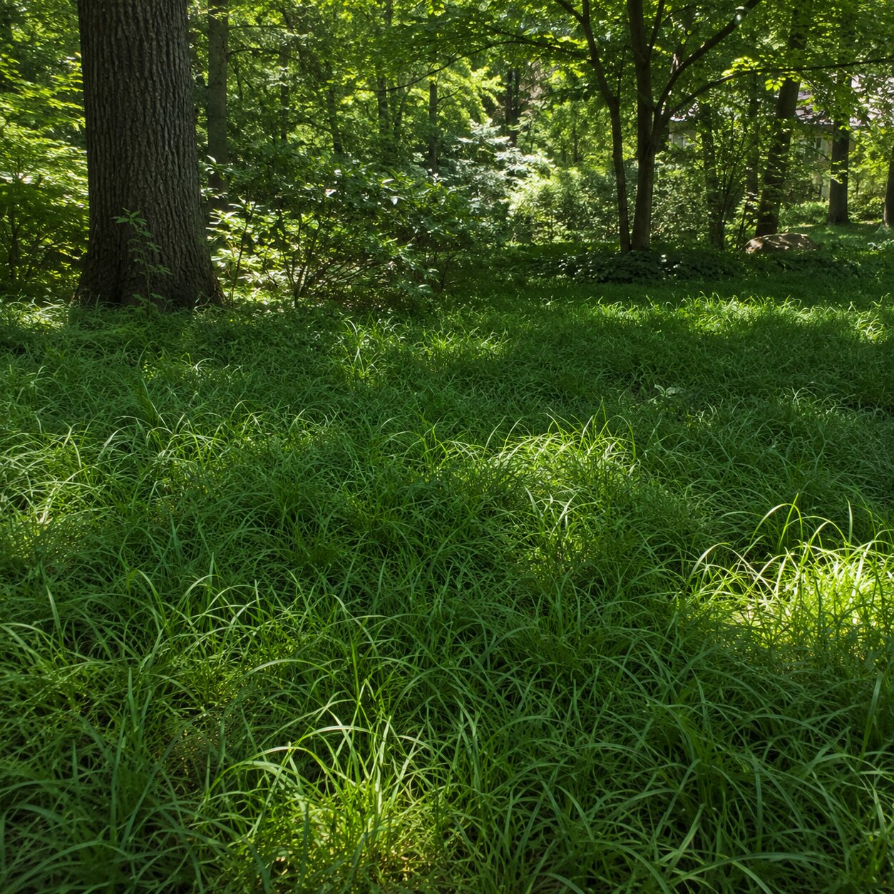 Pennsylvania Sedge