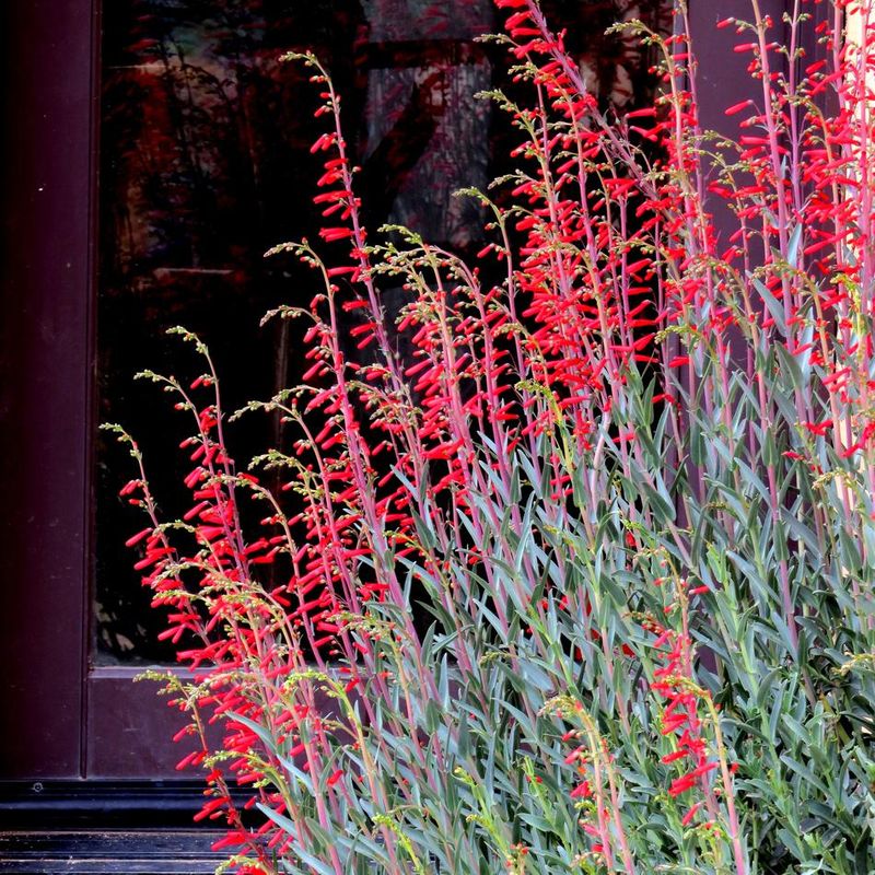 Penstemon (Margarita BOP and Scarlet Bugler)