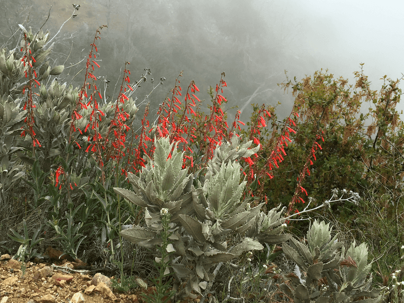 Penstemon and Monkeyflower Penstemon and Monkeyflower