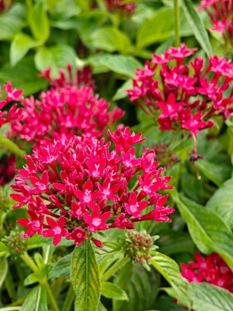 Pentas