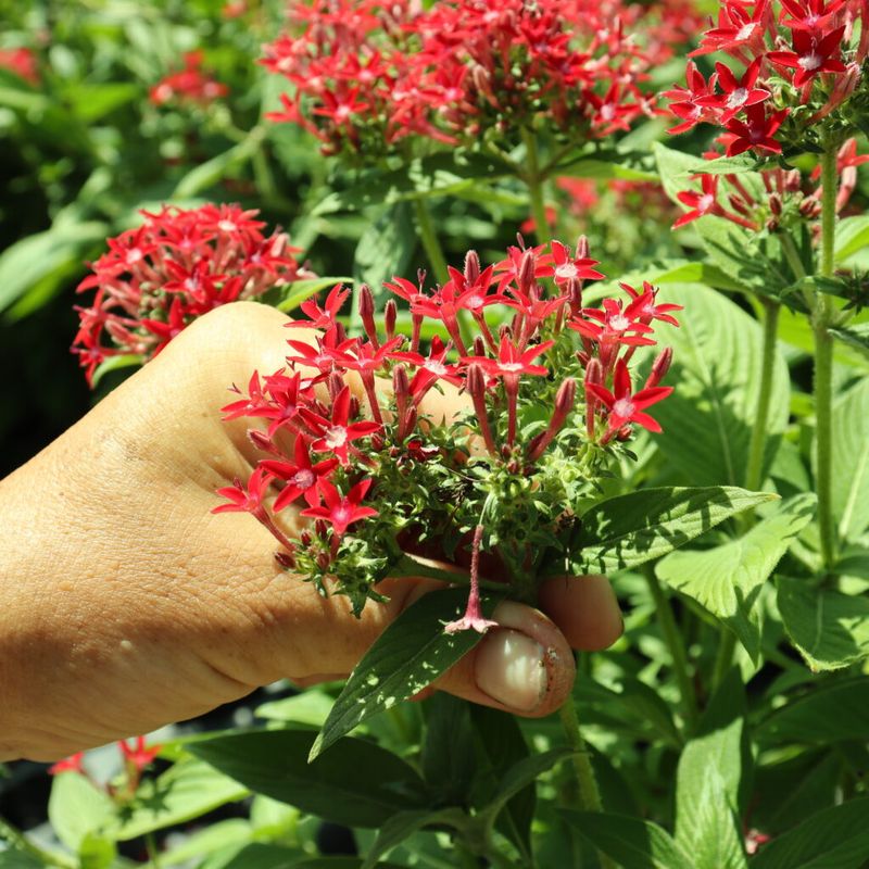Pentas