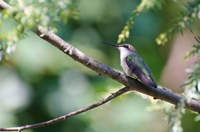 Perches can help, but they may not explain an empty yard