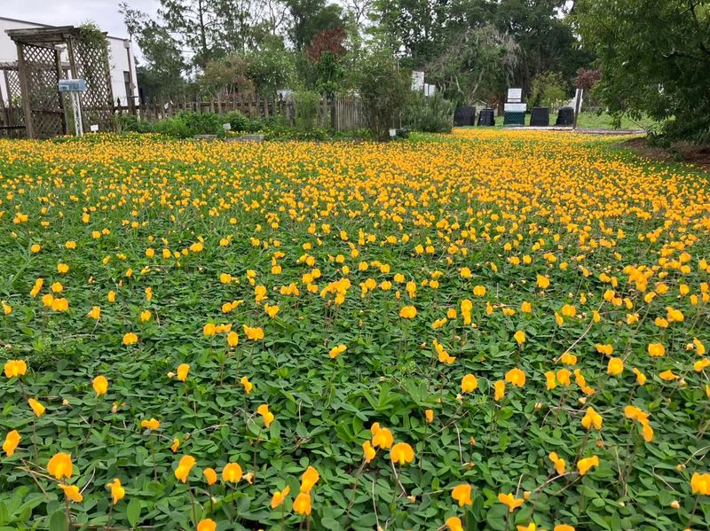 Perennial Peanut Perennial Peanut