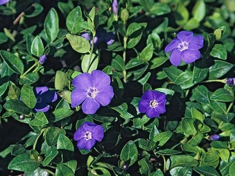 Periwinkle (Vinca Major)