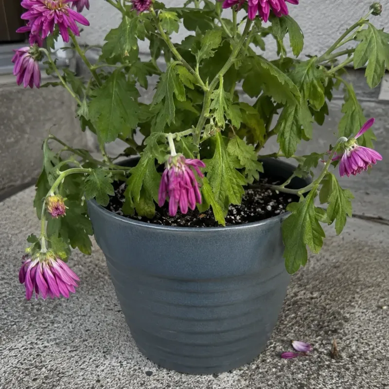 Persistent wetness can signal root trouble