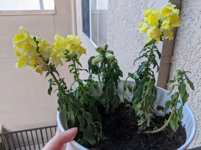 Persistently wet roots can leave a plant looking thirsty
