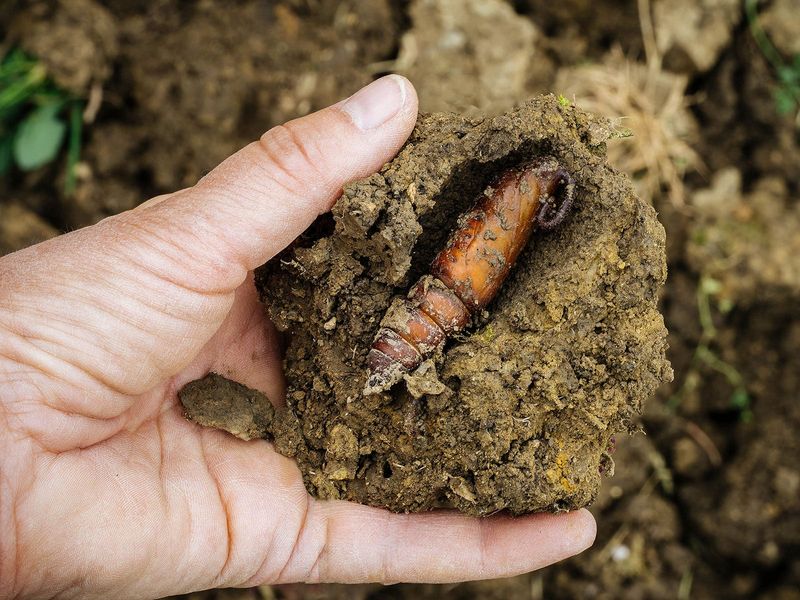 Pests do not all overwinter in plant stalks