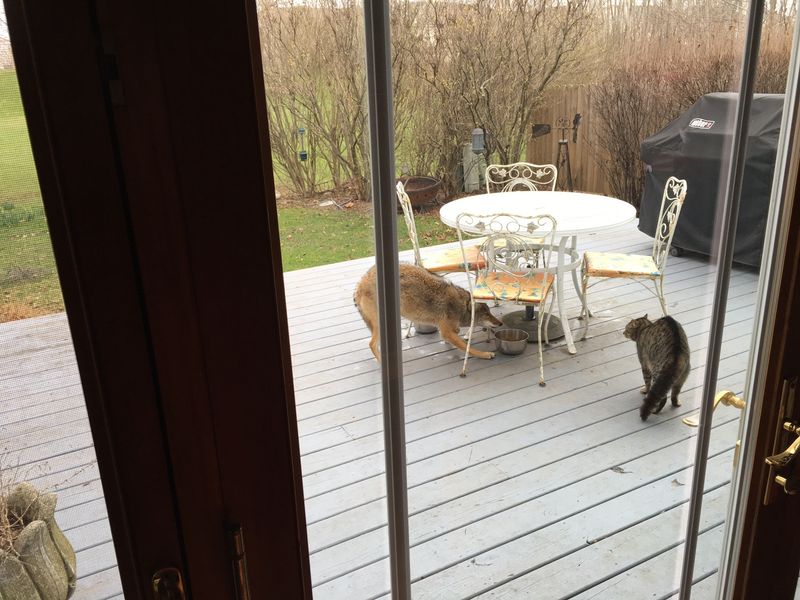 Pet Food Left on the Porch Pet Food Left on the Porch